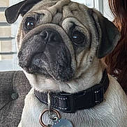 Richie joined the competition — help win amazing prizes! animal, brown_and_white, close_up, collar, cute, dog, dog_tag, floppy_ears, home, indoors, large_eyes, leash, pet, portrait, pug, short_muzzle, sitting, sofa, window, wrinkled_face
