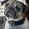 animal, brown_and_white, close_up, collar, cute, dog, dog_tag, floppy_ears, home, indoors, large_eyes, leash, pet, portrait, pug, short_muzzle, sitting, sofa, window, wrinkled_face