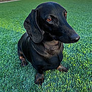 Mr Winton is registered to the contest to win money with this photo: animal, black_dog, brown_eyes, canine, close_up, dachshund, dog, facial_expression, floppy_ears, garden, grass, lawn, long_body, natural_light, outdoor, pet, portrait, shiny_coat, short_legs, sitting