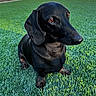 animal, black_dog, brown_eyes, canine, close_up, dachshund, dog, facial_expression, floppy_ears, garden, grass, lawn, long_body, natural_light, outdoor, pet, portrait, shiny_coat, short_legs, sitting