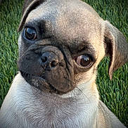 Lulu Bell joined the competition — help win amazing prizes! animal, black_mask, close_up, dog, ears, eyes, face, fawn_coat, funny_expression, fur, grass, looking_at_camera, muzzle, nose, outdoor, pet, portrait, pug, short_hair, wrinkles