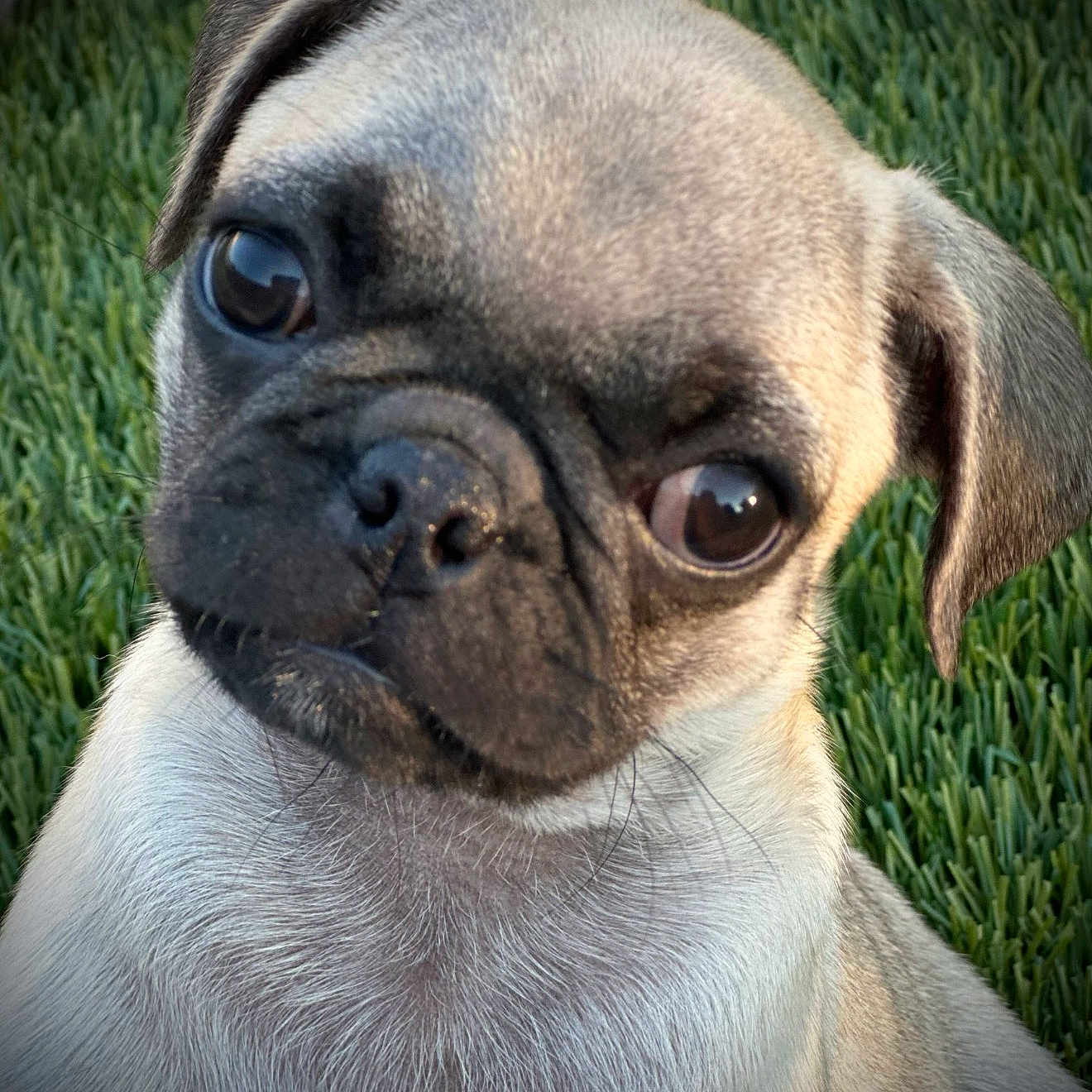 Lulu Bell