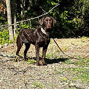 Charlie Girl joined the competition — help win amazing prizes! alert, animal, branch, canine, chocolate_labrador, collar, daylight, dog, forest, grass, ground, labrador, leash, nature, outdoor, pet, rocks, standing, sunlight, trees