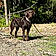 Charlie Girl