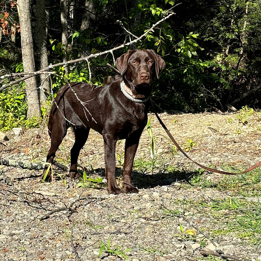 Charlie Girl