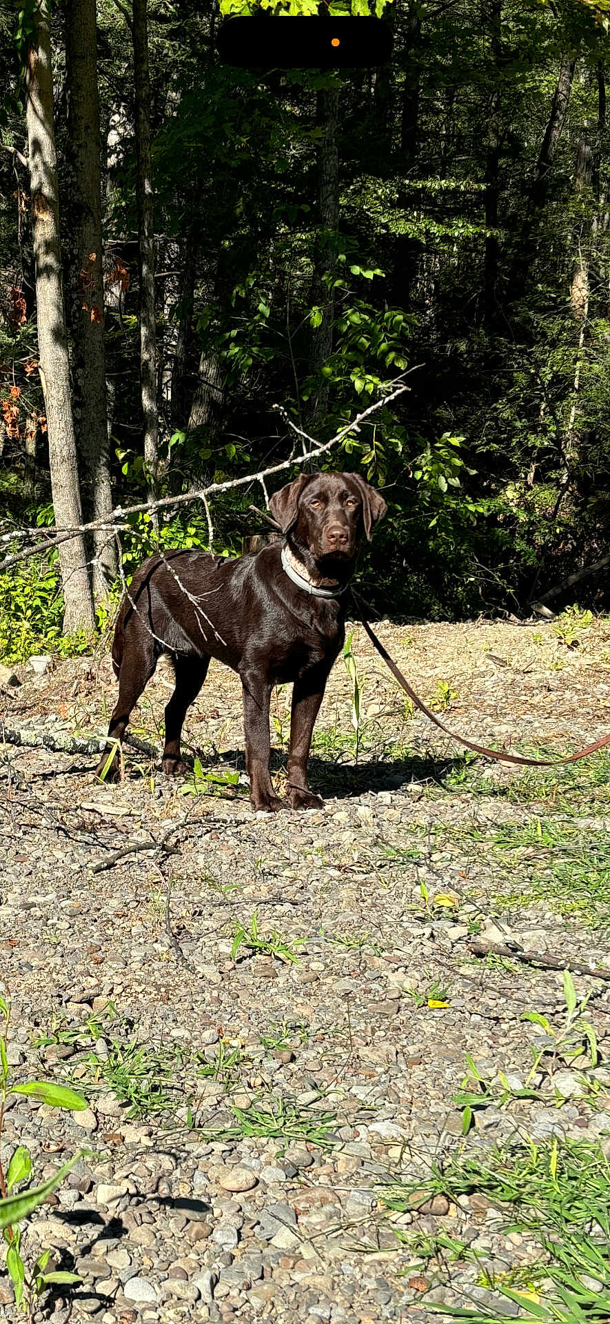 Charlie Girl