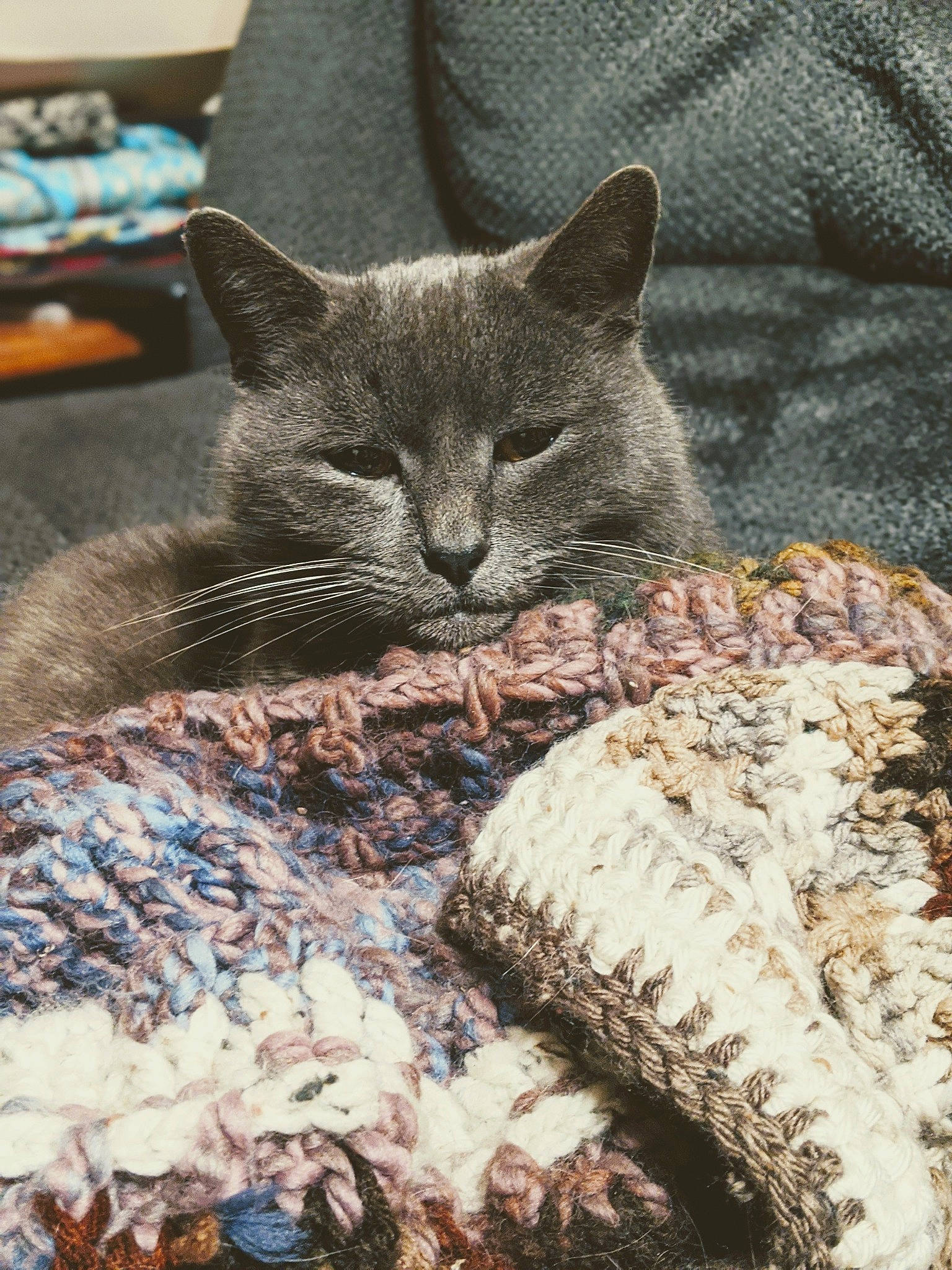 Elwood joined the competition — help win amazing prizes! asian, carnivore, cat, domestic_short_haired_cat, european_shorthair, felidae, german_rex, kitten, nap, russian_blue, sleep, small_to_medium_sized_cats, tabby_cat, whiskers