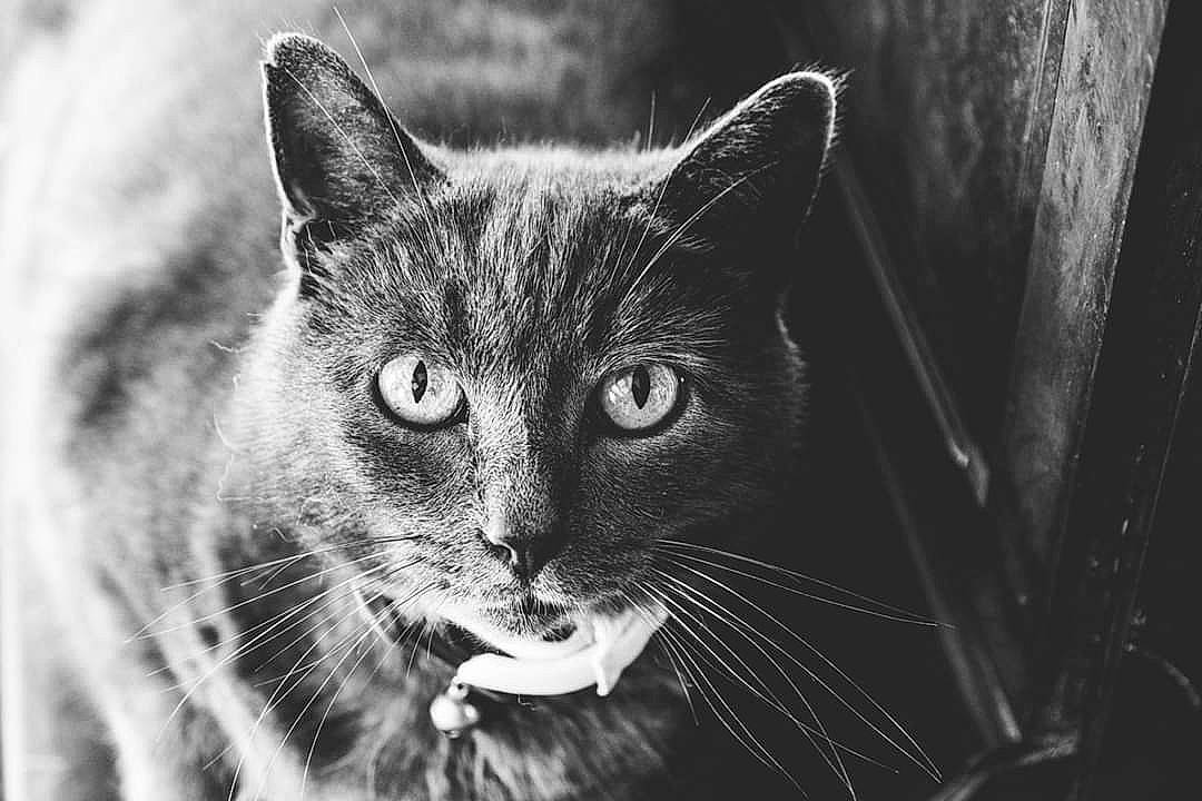 Elwood is registered to the contest to win money with this photo: asian, black, black_and_white, black_cat, carnivore, cat, close_up, domestic_short_haired_cat, eye, felidae, fur, monochrome, monochrome_photography, nose, organ, small_to_medium_sized_cats, snapshot, snout, whiskers, wild_cat