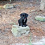 puppy, dog, black_dog, outdoor, nature, grass, pine_needles, rock, tree, collar, pet, animal, small_dog, cute, sitting, young, curious, innocent, ground, sunlight
