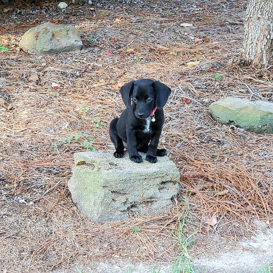 B B is registered to the contest to win money with this photo: animal, black_dog, collar, curious, cute, dog, grass, ground, innocent, nature, outdoor, pet, pine_needles, puppy, rock, sitting, small_dog, sunlight, tree, young