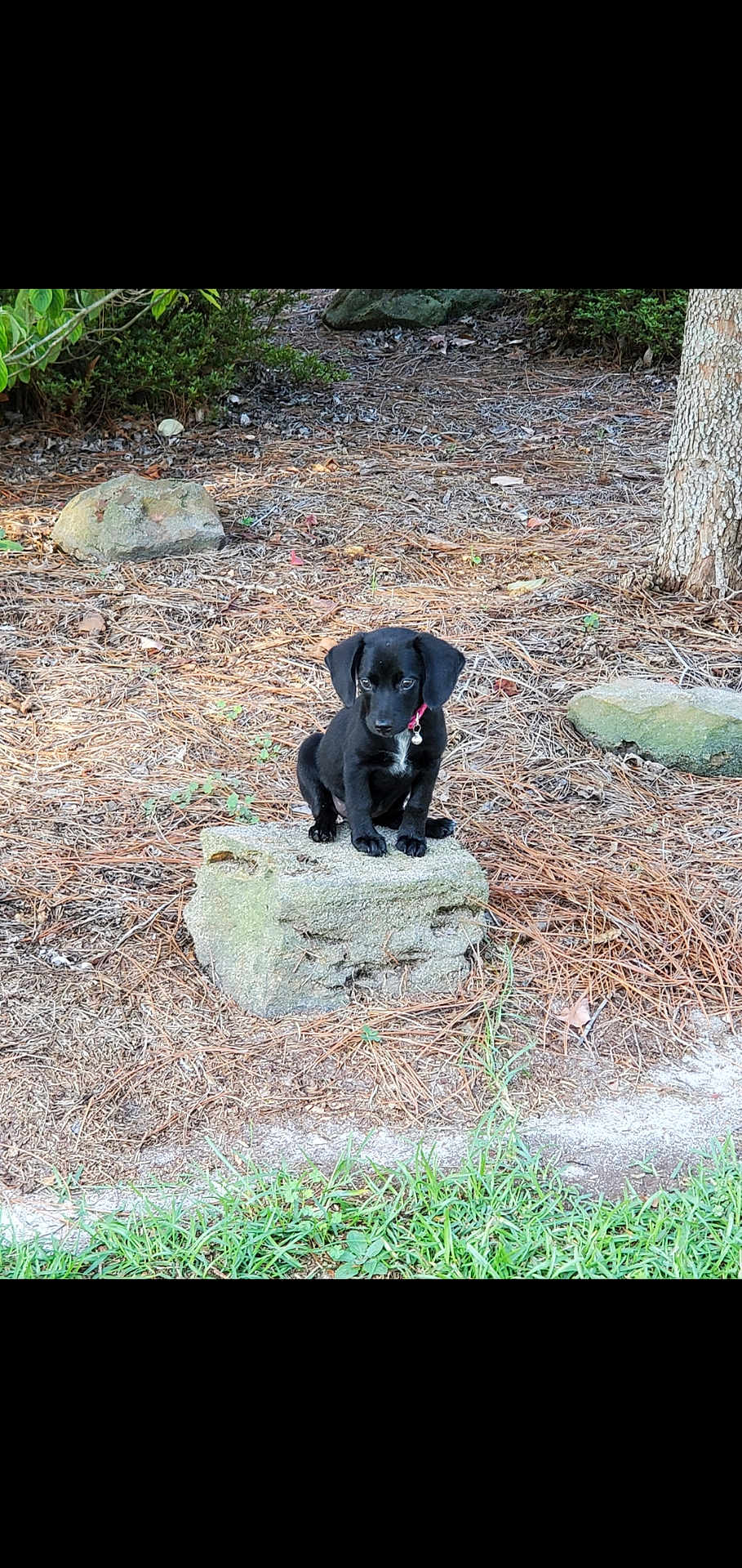 B B is registered to the contest to win money with this photo: puppy, dog, black_dog, outdoor, nature, grass, pine_needles, rock, tree, collar, pet, animal, small_dog, cute, sitting, young, curious, innocent, ground, sunlight