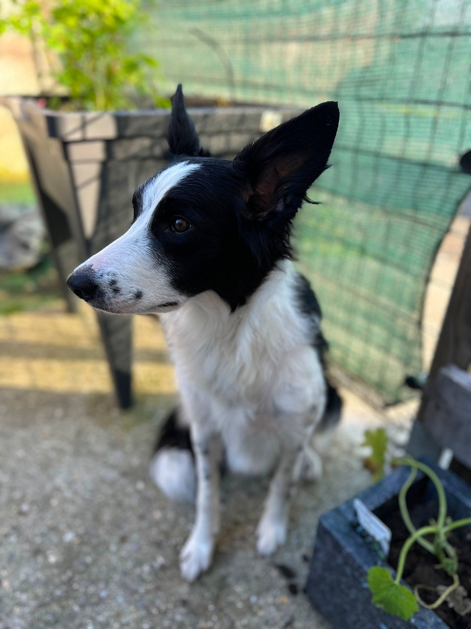 Tess a rejoint le concours — aidez-le/la à gagner de superbes lots ! canidae, carnivore, collar, companion_dog, dog, dog_breed, dog_collar, flowerpot, flyball, fur, grass, herding_dog, houseplant, plant, snout, tail, toy_dog, whiskers, working_animal, working_dog