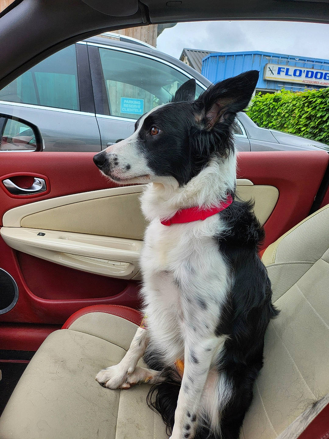 Tess participe au concours pour gagner de l'argent avec cette photo : automotive_lighting, canidae, car, carnivore, collar, companion_dog, dog, dog_breed, dog_collar, herding_dog, hood, motor_vehicle, plant, snout, sporting_group, steering_wheel, vehicle, vehicle_door, vehicle_registration_plate, window