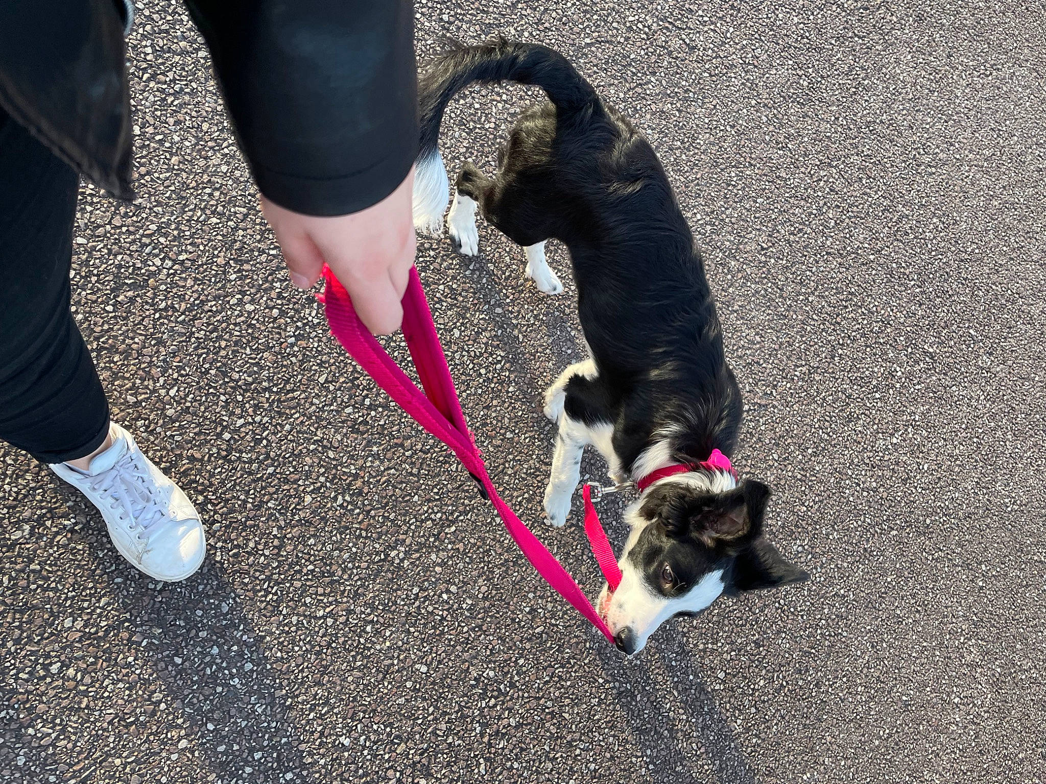 Tess a rejoint le concours — aidez-le/la à gagner de superbes lots ! asphalt, carnivore, collar, companion_dog, dog, dog_breed, dog_collar, fashion_accessory, foot, fur, grass, human_leg, knee, leash, pet_supply, road_surface, shadow, sporting_group, tail, thigh