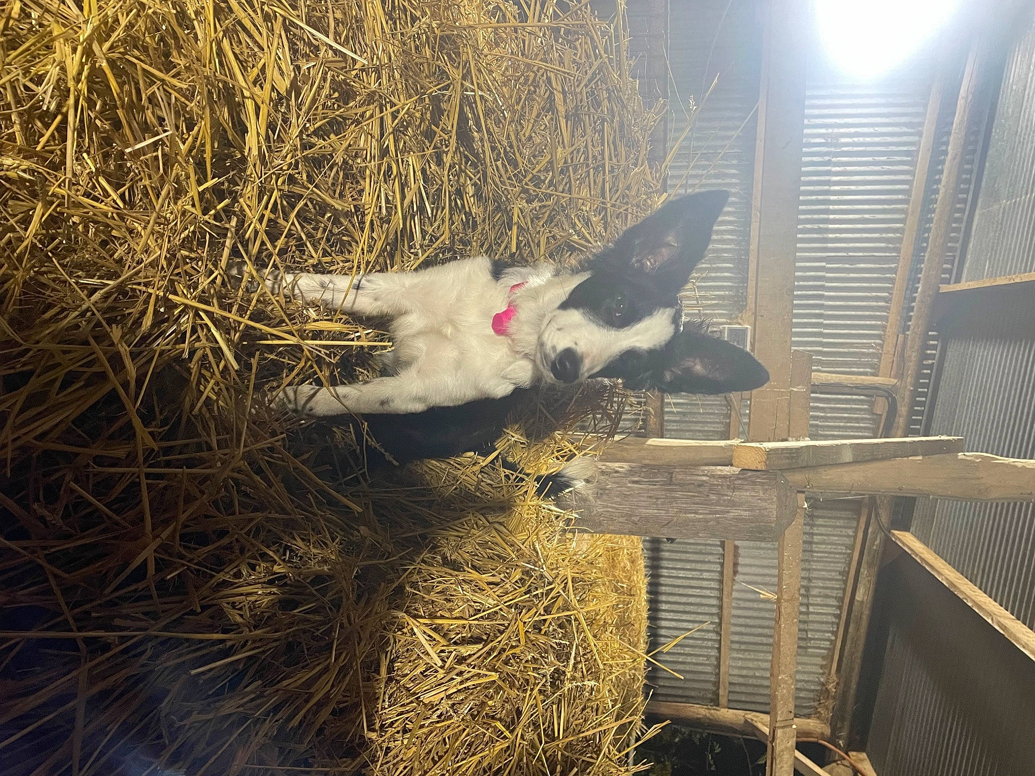 Tess participe au concours pour gagner de l'argent avec cette photo : beak, building, chicken, city, feather, fowl, fur, galliformes, grass, hay, landscape, livestock, poultry, soil, table, tail, tower_block, tree, wing, winter
