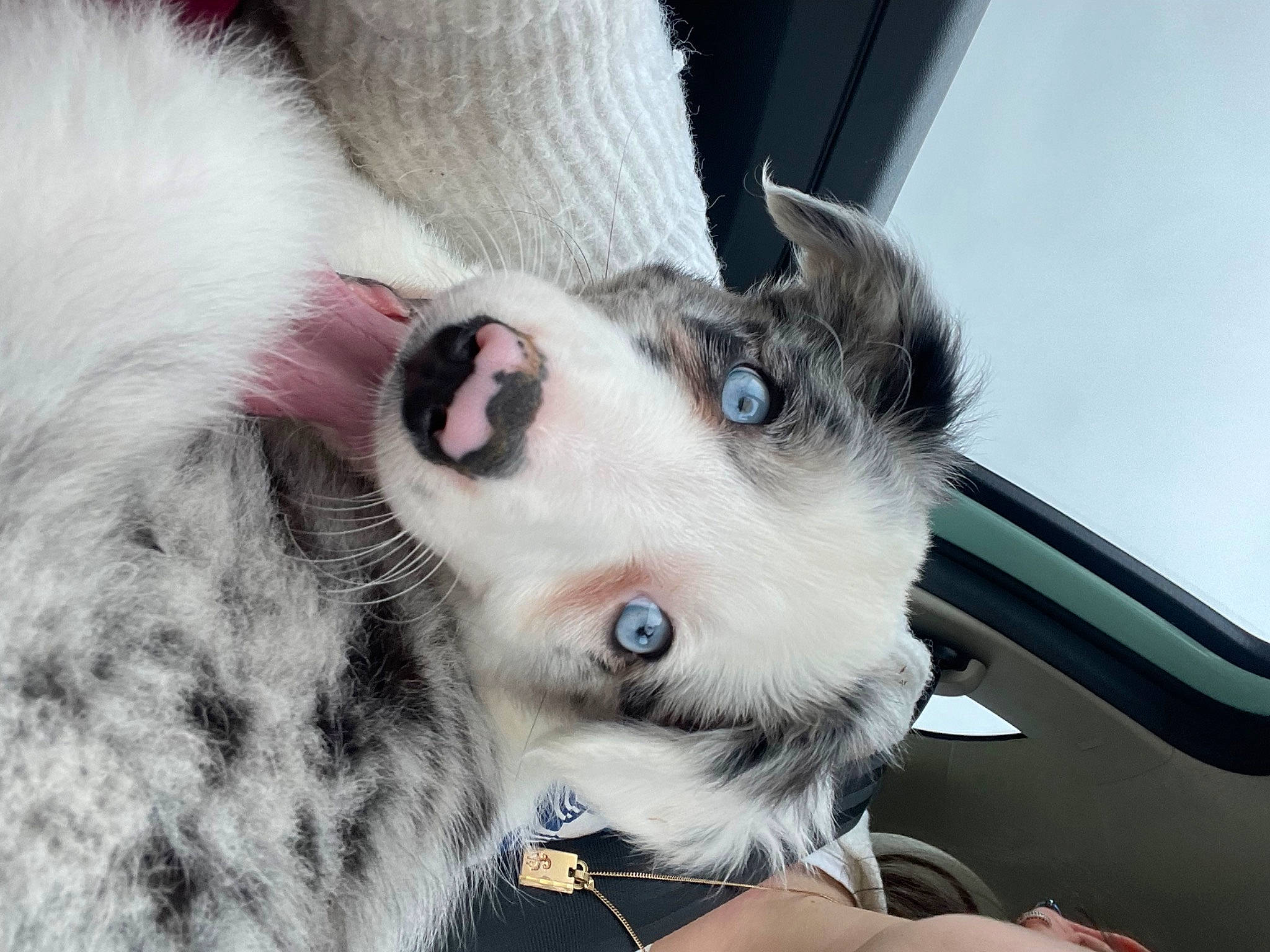 Uma a rejoint le concours — aidez-le/la à gagner de superbes lots ! automotive_mirror, carnivore, collar, companion_dog, dog, dog_breed, dog_collar, ear, felidae, fur, hood, siberian_husky, sled_dog, small_to_medium_sized_cats, snout, sporting_group, vehicle, whiskers, windshield, working_animal