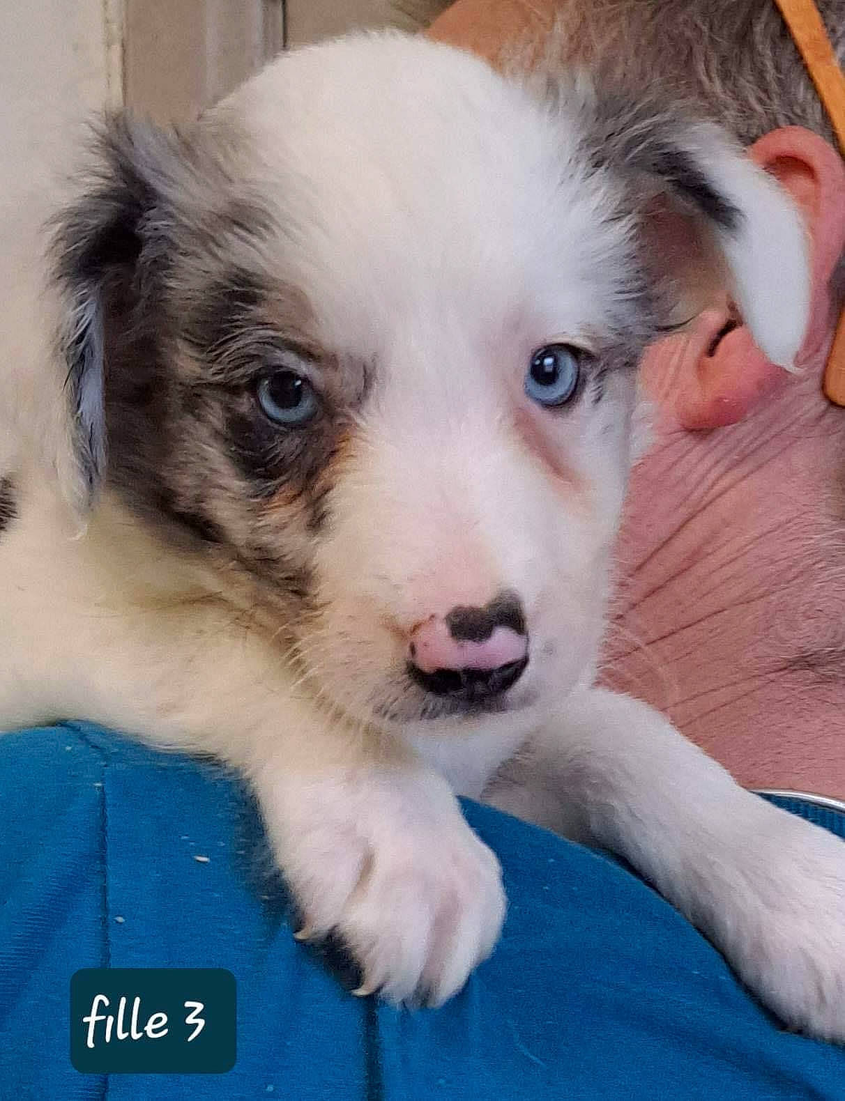 Uma a rejoint le concours — aidez-le/la à gagner de superbes lots ! canidae, carnivore, companion_dog, dog, dog_breed, ear, eye, fawn, fur, paw, snout, sporting_group, terrestrial_animal, whiskers, working_animal, working_dog