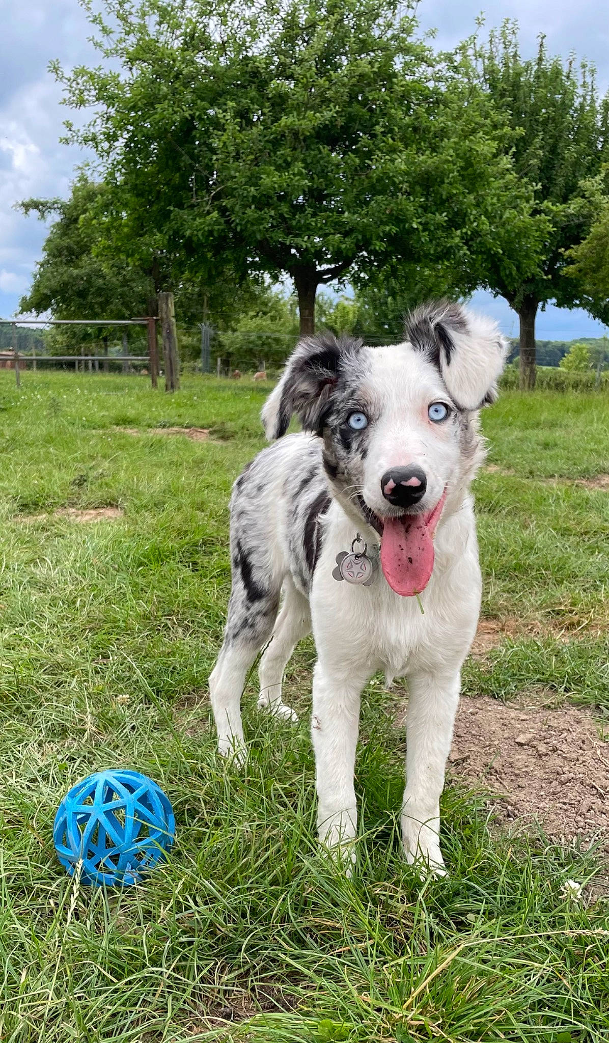 Uma participe au concours pour gagner de l'argent avec cette photo : ball, canidae, carnivore, cloud, collar, companion_dog, dog, dog_breed, dog_collar, electric_blue, grass, plant, recreation, sky, sporting_group, tail, toy, tree, working_animal, working_dog