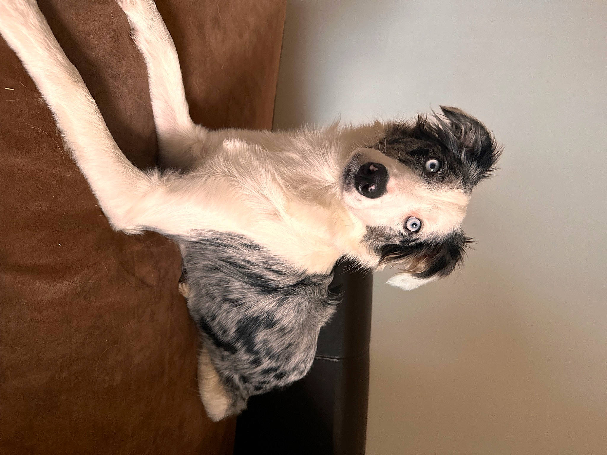 Uma a rejoint le concours — aidez-le/la à gagner de superbes lots ! canidae, carnivore, companion_dog, dog_breed, dress, eyelash, fawn, felidae, fur, non_sporting_group, paw, small_to_medium_sized_cats, snout, sporting_group, sunglasses, tail, toy_dog, whiskers