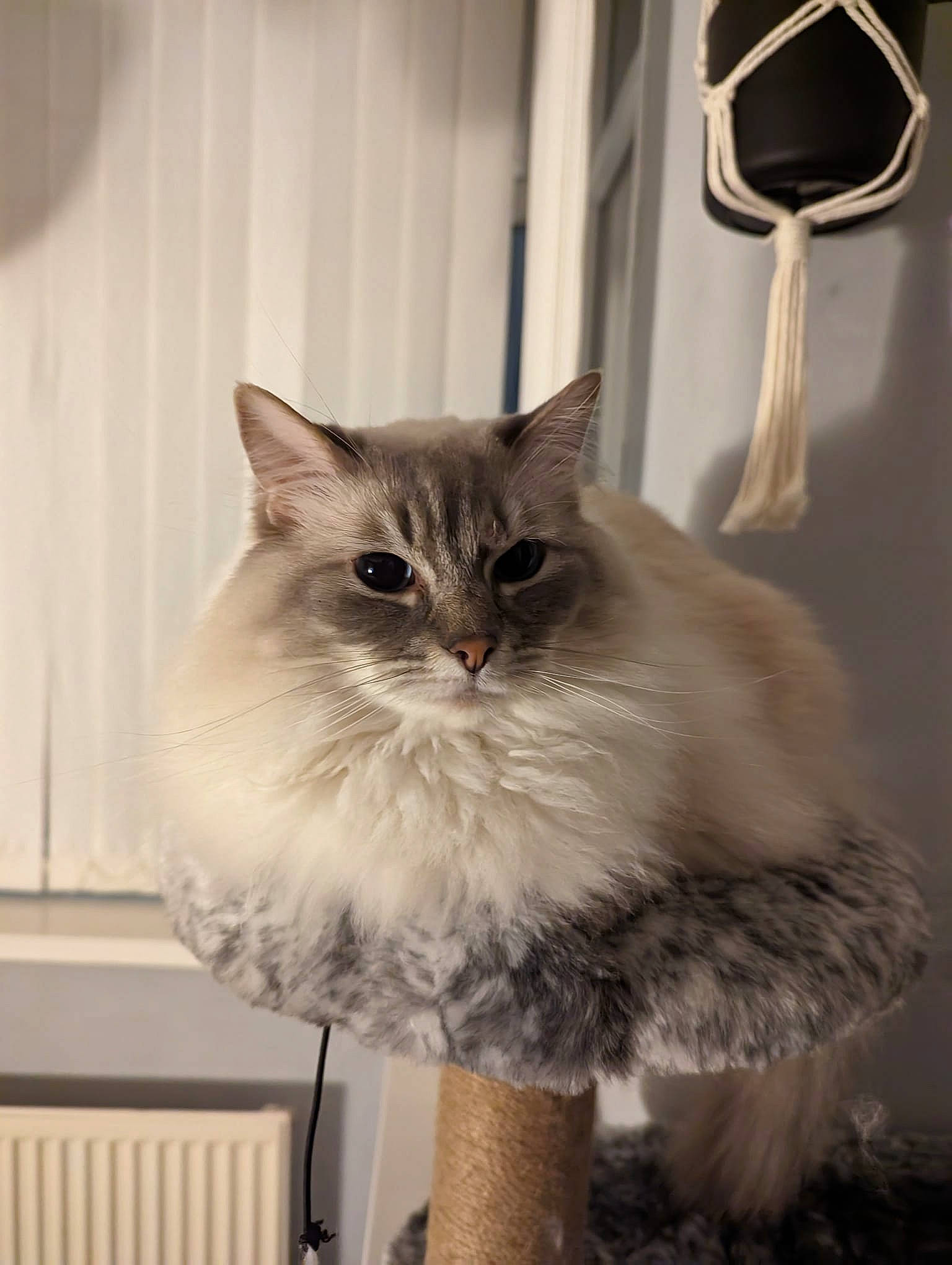 Avalon joined the competition — help win amazing prizes! art, box, british_longhair, carnivore, cat, fawn, felidae, fur, glass, paw, small_to_medium_sized_cats, snout, tail, whiskers, window, wood