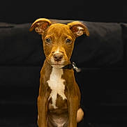 Alfy participe au concours pour gagner de l'argent avec cette photo : puppy, dog, brown, white_markings, sitting, portrait, young_dog, pet, animal, cute, ears, fur, collar, indoor, black_background, looking_at_camera, front_view, canine, alert, small_dog