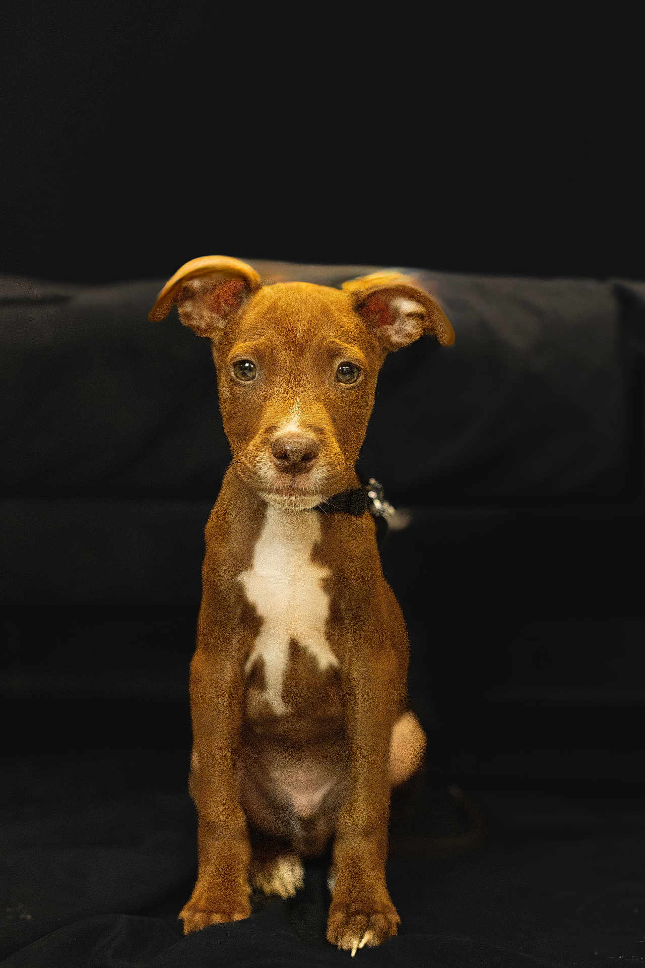 Alfy participe au concours pour gagner de l'argent avec cette photo : puppy, dog, brown, white_markings, sitting, portrait, young_dog, pet, animal, cute, ears, fur, collar, indoor, black_background, looking_at_camera, front_view, canine, alert, small_dog