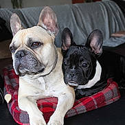 Hutch participe au concours pour gagner de l'argent avec cette photo :