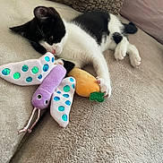 Baïa a rejoint le concours — aidez-le/la à gagner de superbes lots ! kitten, cat, black_and_white, plush_toy, butterfly_toy, carrot_toy, blanket, soft_texture, indoor, resting, cute, pet, animal, feline, paw, sleepy, cozy, closeup, young, adorable