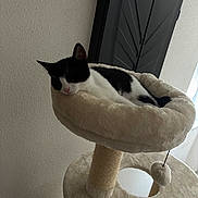Baïa a rejoint le concours — aidez-le/la à gagner de superbes lots ! animal, black_and_white, calm, cat, cat_tree, cozy, cute, domestic_cat, fluffy, fur, furniture, home, indoor, napping, pet, relaxing, resting, sleeping, soft, whiskers