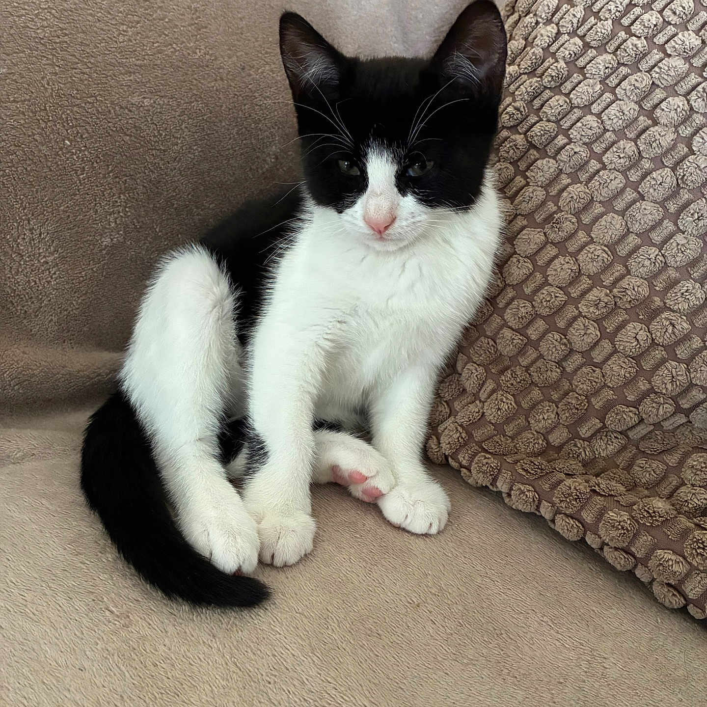 Baïa a rejoint le concours — aidez-le/la à gagner de superbes lots ! cat, kitten, black_and_white, pet, feline, couch, sofa, cushion, indoor, cute, fur, whiskers, pink_nose, relaxed, young_animal, animal, paw, seated, domestic_animal, cozy
