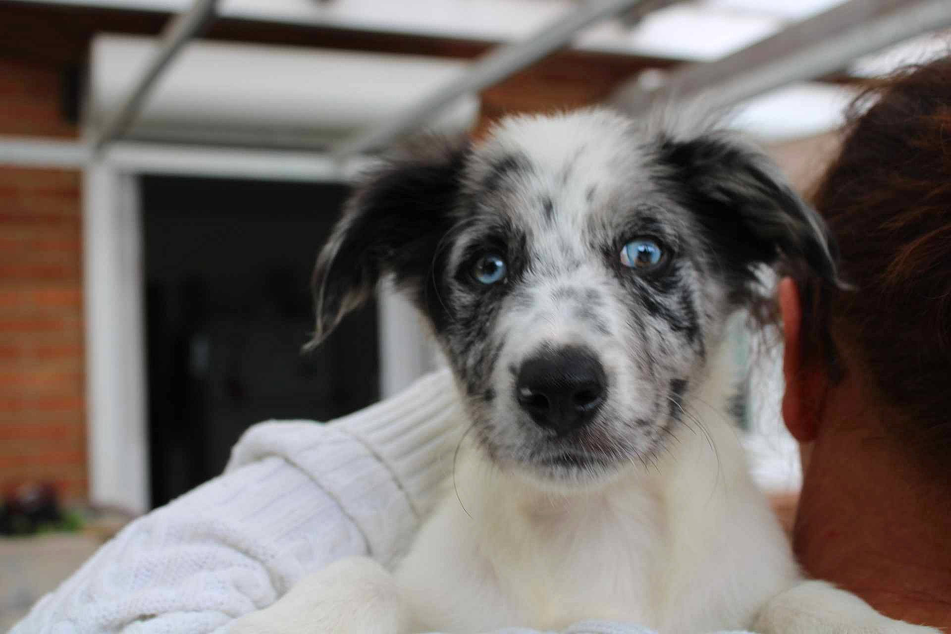 Ulysse participe au concours pour gagner de l'argent avec cette photo : canidae, carnivore, companion_dog, dog, dog_breed, ear, fur, miniature_australian_shepherd, puppy, snout, sporting_group, terrestrial_animal, toy_dog, whiskers, working_animal, working_dog