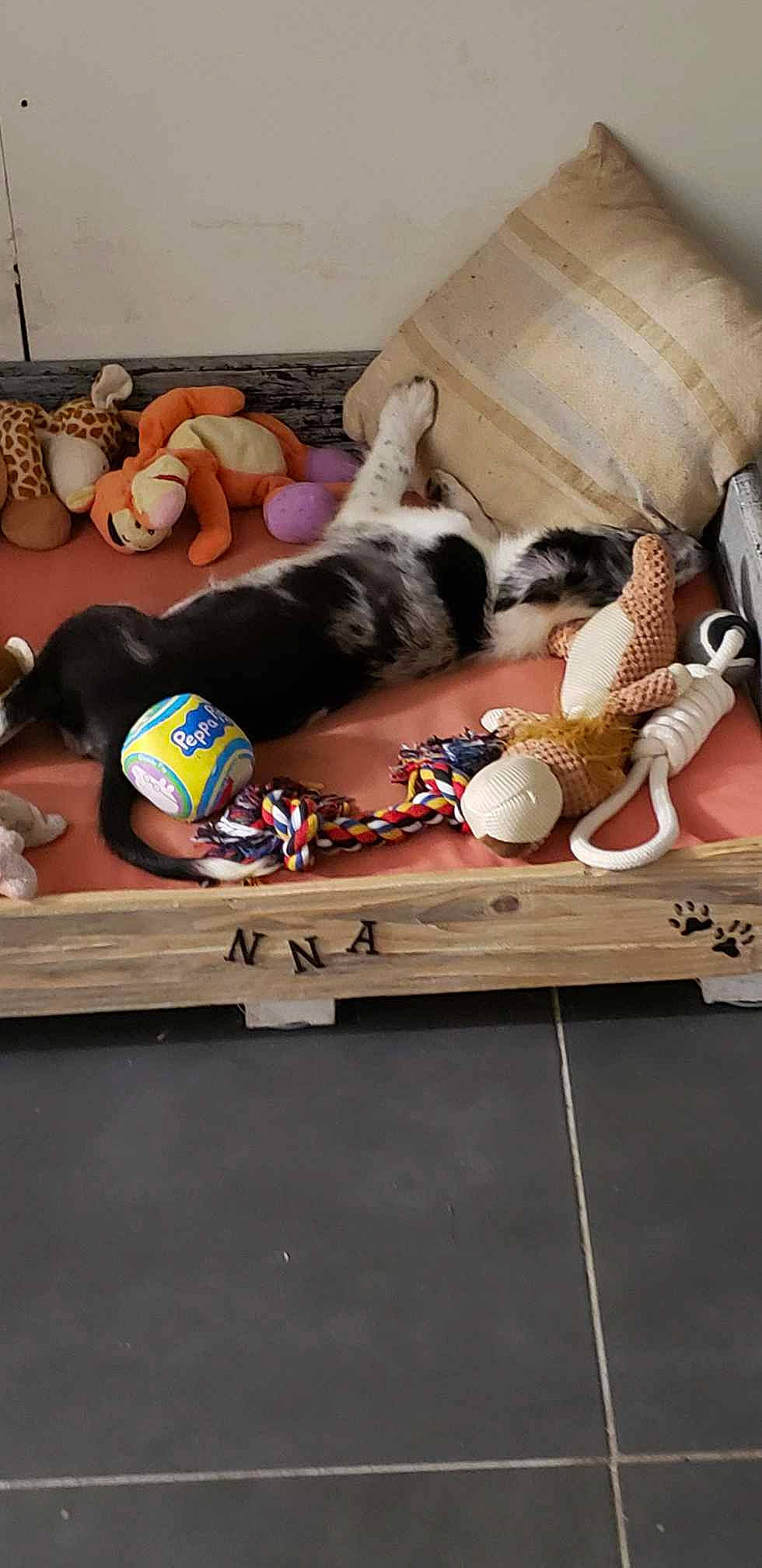 Ulysse participe au concours pour gagner de l'argent avec cette photo : art, carnivore, cat, comfort, companion_dog, felidae, flooring, fur, hardwood, leisure, linens, living_room, pattern, room, sitting, small_to_medium_sized_cats, table, tableware, wood