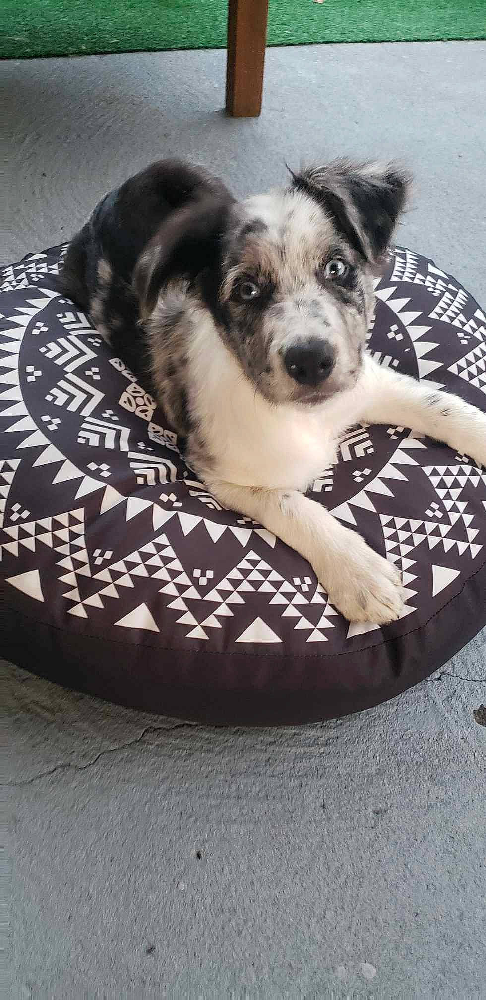 Ulysse a rejoint le concours — aidez-le/la à gagner de superbes lots ! canidae, carnivore, comfort, companion_dog, dog, dog_breed, dog_supply, fur, herding_dog, paw, pet_supply, puppy, recreation, sitting, snout, sporting_group, terrestrial_animal, whiskers, working_animal, working_dog