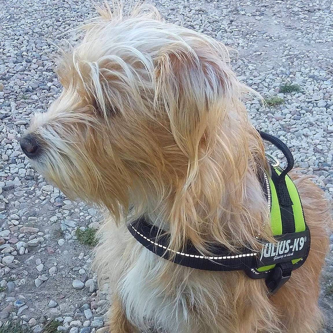 Anna a rejoint le concours — aidez-le/la à gagner de superbes lots ! canidae, carnivore, collar, companion_dog, dog, dog_breed, dog_collar, dog_supply, fur, leash, liver, pet_supply, romanian_mioritic_shepherd_dog, small_terrier, snout, sporting_group, tail, terrier, toy_dog, working_animal