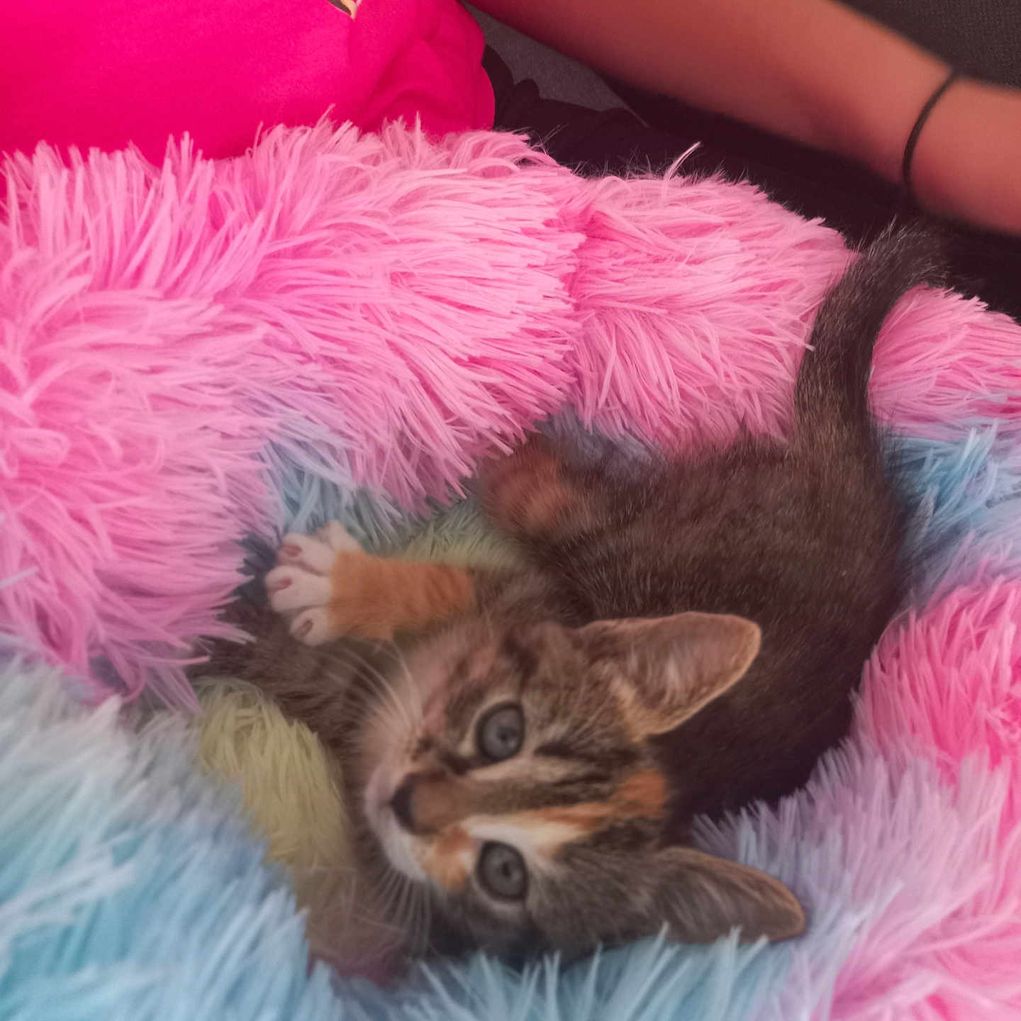 Perle a rejoint le concours — aidez-le/la à gagner de superbes lots ! abyssinian, accessories, animal, baby, blanket, cat, clothing, featherboa, fur, kitten, manx, person, pet, purple, siamese