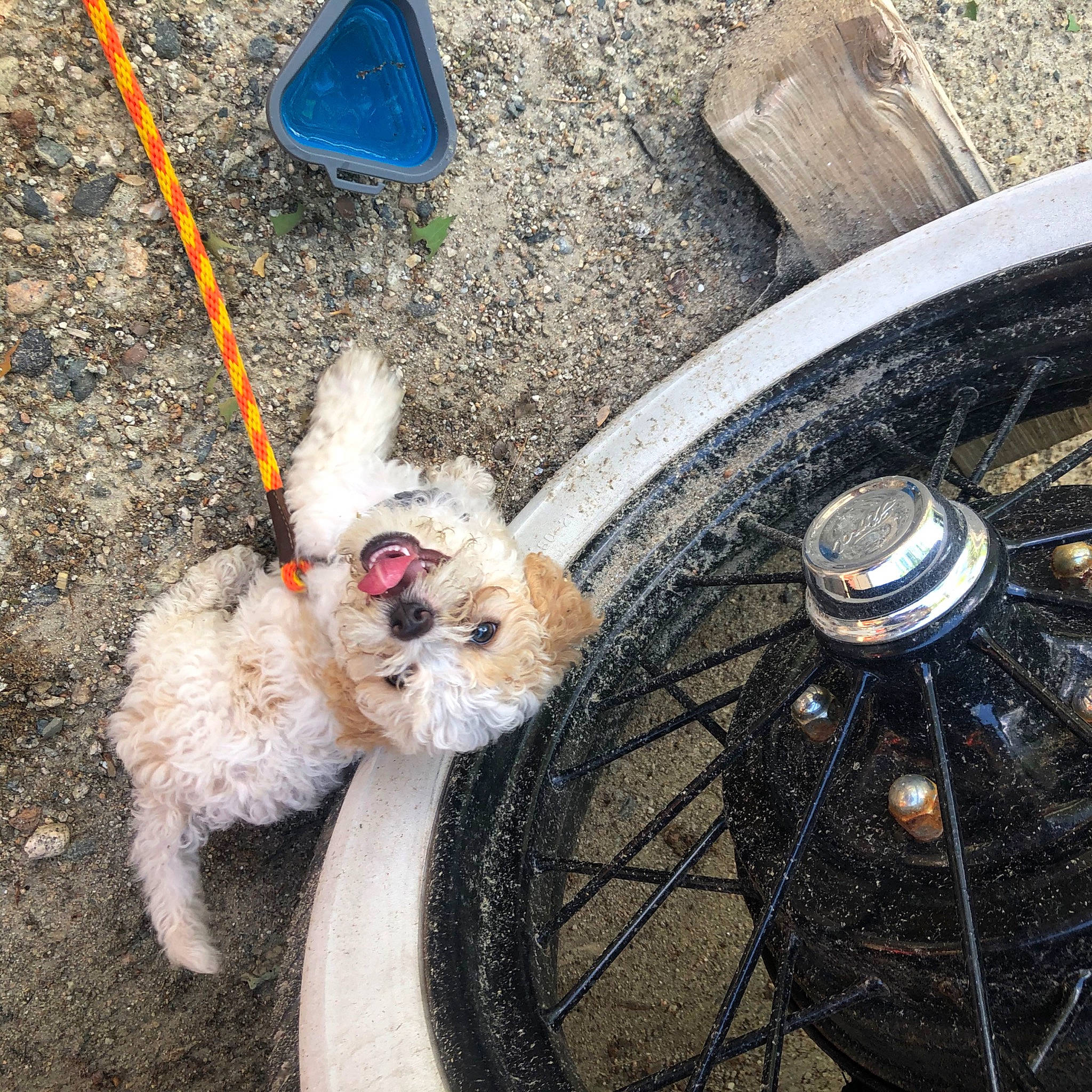 Sampson is registered to the contest to win money with this photo: auto_part, automotive_tire, automotive_wheel_system, bicycle_wheel, canidae, carnivore, cockapoo, dog, dog_breed, leash, maltese, non_sporting_group, puppy, rim, shih_tzu, spoke, sporting_group, tire, toy_dog, wheel