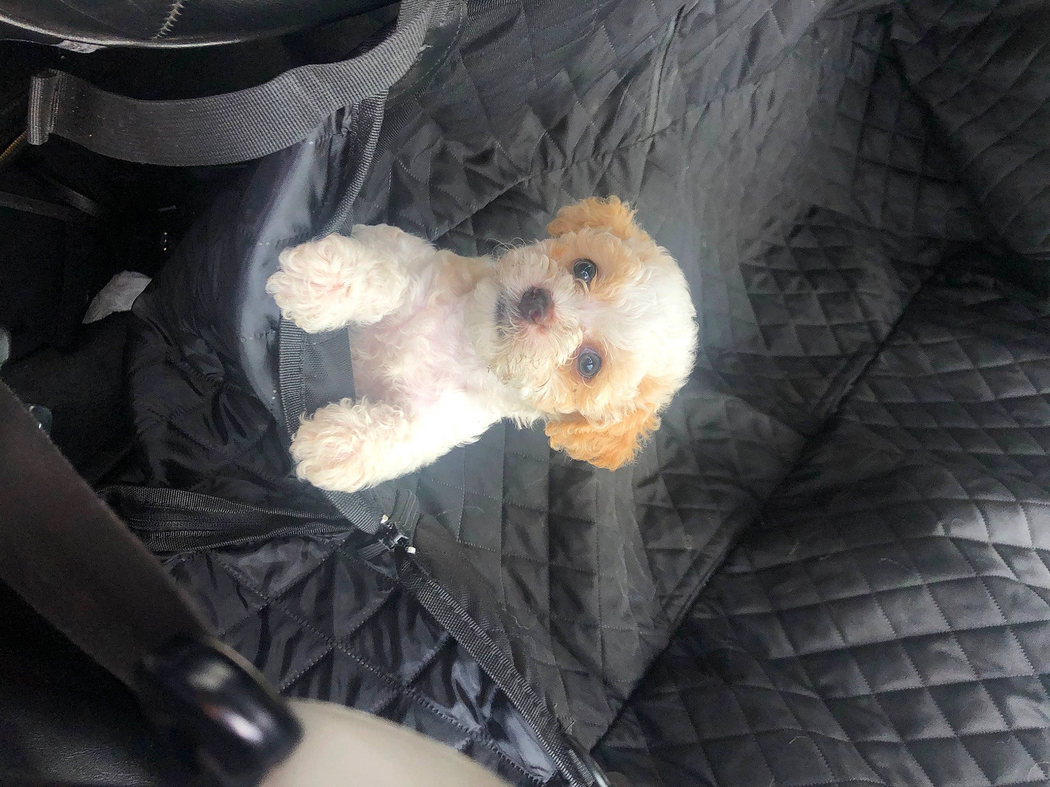 Sampson is registered to the contest to win money with this photo: canidae, carnivore, cockapoo, companion_dog, dog, dog_breed, goldendoodle, maltese, morkie, non_sporting_group, puppy, schnoodle, toy_dog, toy_poodle, west_highland_white_terrier