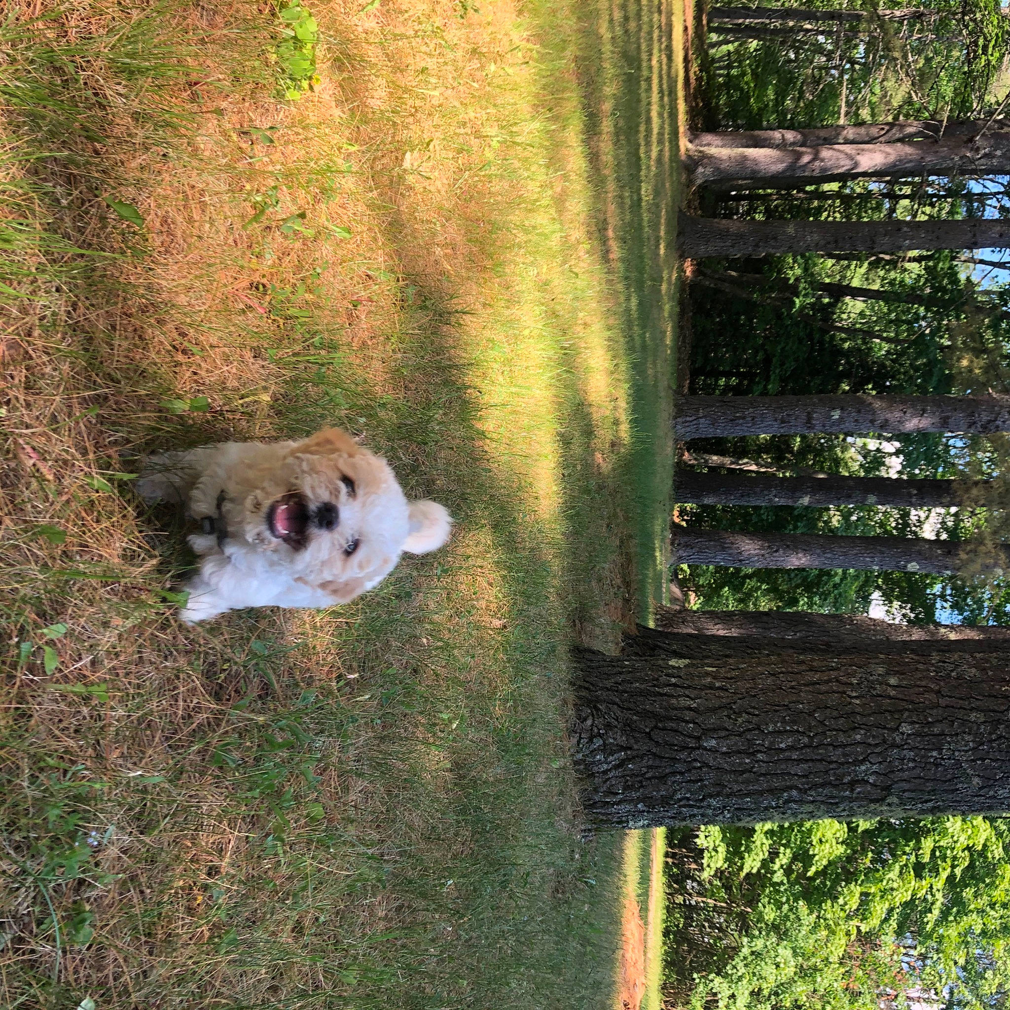 Sampson is registered to the contest to win money with this photo: canidae, carnivore, dog, dog_breed, fawn, grass, non_sporting_group, puppy, tree