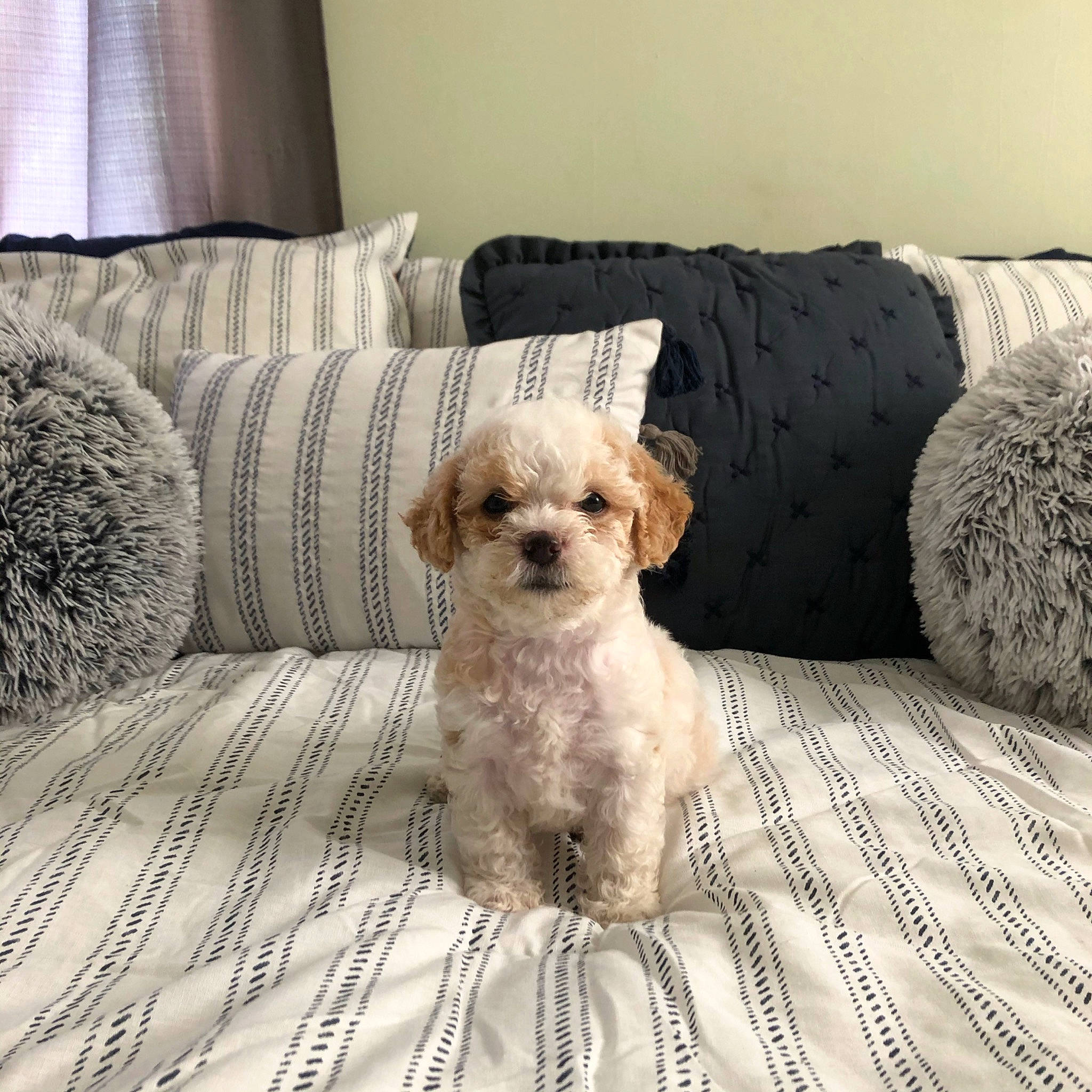 Sampson joined the competition — help win amazing prizes! bolonka, canidae, carnivore, cavachon, cavapoo, cockapoo, companion_dog, dog, dog_breed, maltepoo, mammal, miniature_poodle, morkie, poodle_crossbreed, puppy, schnoodle, shih_poo, shih_tzu, toy_poodle, vertebrate