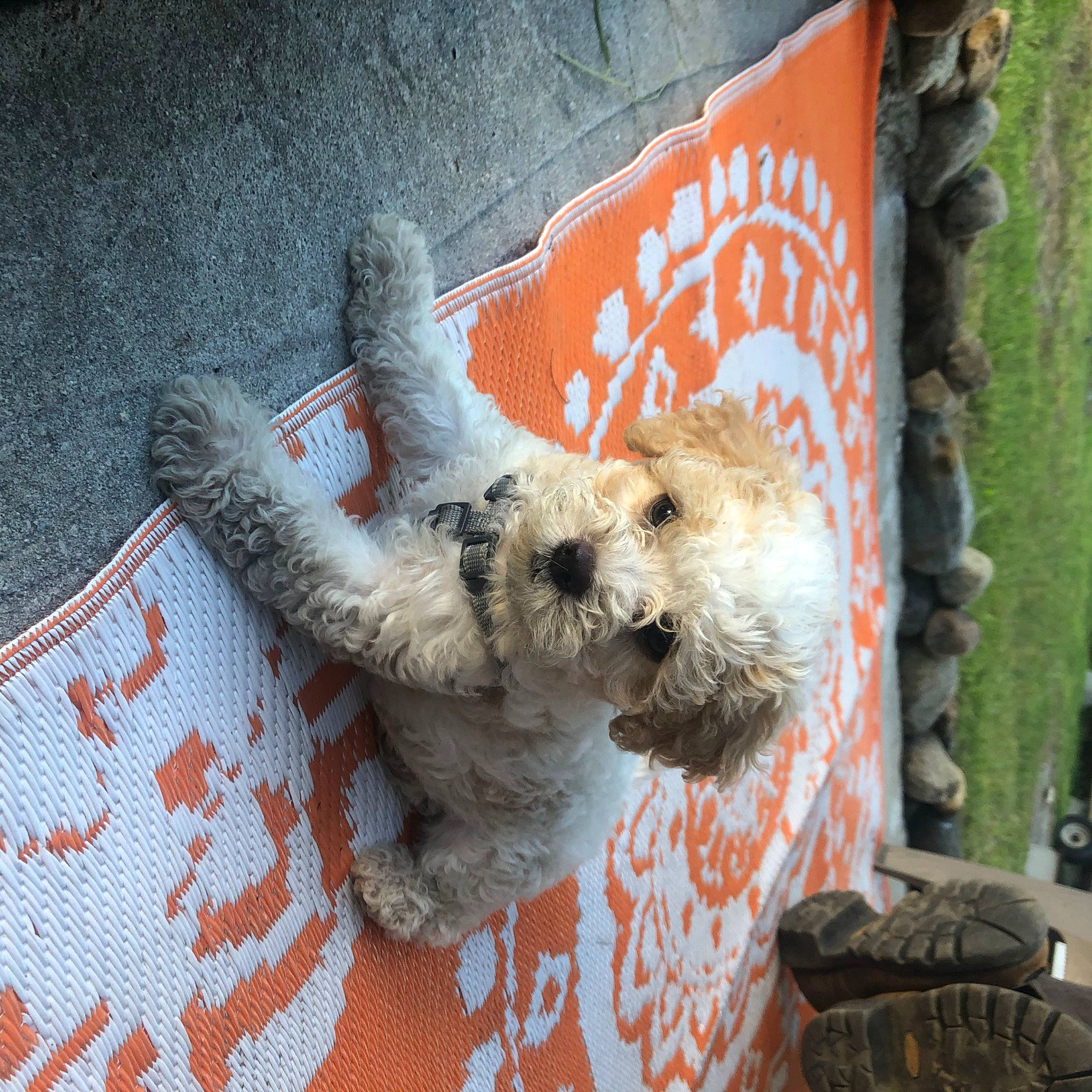 Sampson is registered to the contest to win money with this photo: canidae, carnivore, cockapoo, companion_dog, dog, dog_breed, fox_terrier, goldendoodle, irish_soft_coated_wheaten_terrier, mammal, miniature_poodle, non_sporting_group, poodle_crossbreed, puppy, sporting_group, sporting_lucas_terrier, terrier, toy_dog, toy_poodle, wire_hair_fox_terrier