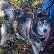 Storm-vyserion Witcombe joined the competition — help win amazing prizes! alaskan_malamute, canadian_eskimo_dog, canidae, carnivore, dog, dog_breed, east_siberian_laika, jamthund, mammal, native_american_indian_dog, northern_inuit_dog, norwegian_elkhound, saarloos_wolfdog, sakhalin_husky, seppala_siberian_sleddog, siberian_husky, sled_dog, tamaskan_dog, vertebrate, west_siberian_laika