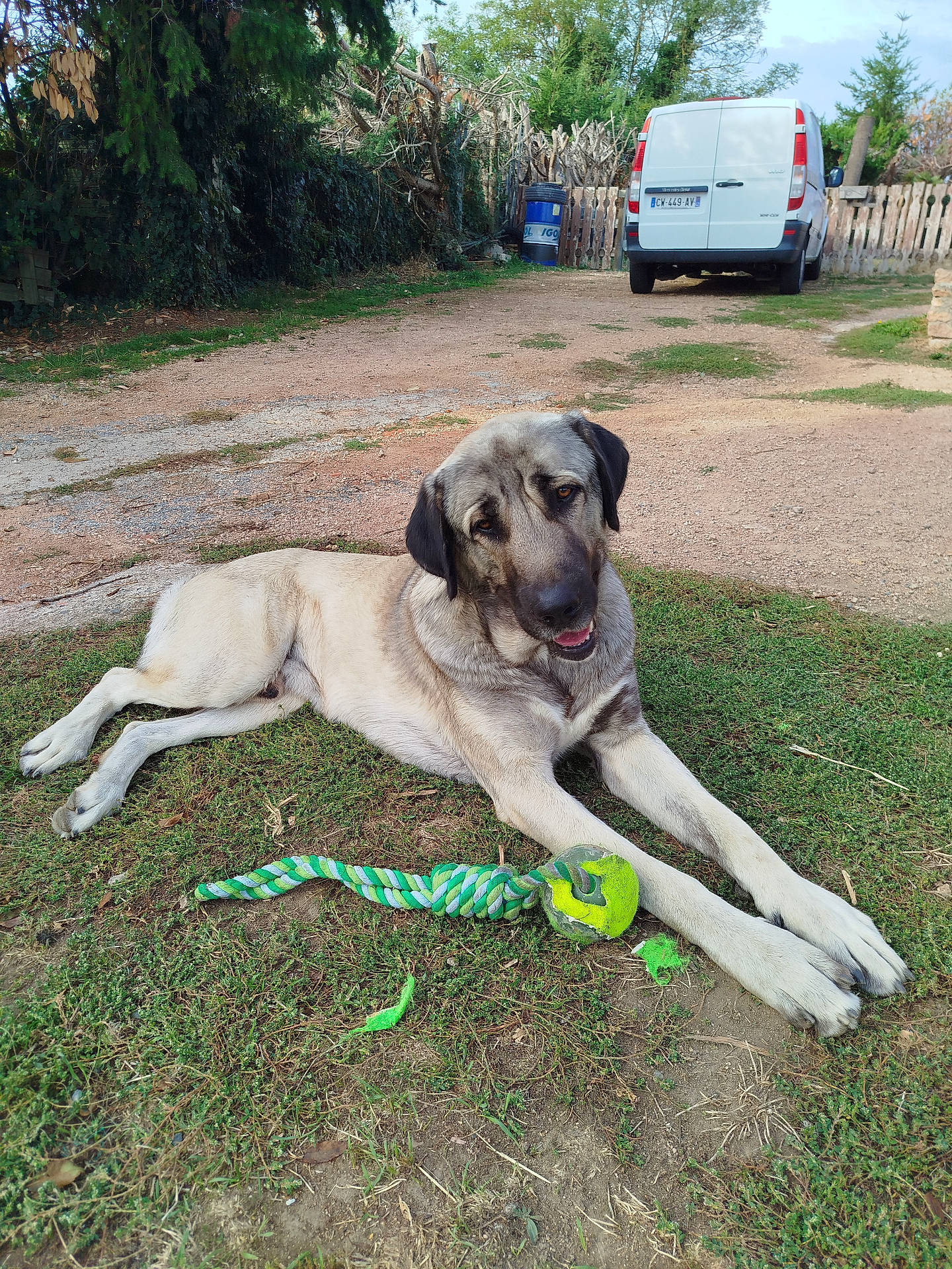 Scar a rejoint le concours — aidez-le/la à gagner de superbes lots ! ball, brown_and_white, canine, dog, fence, floppy_ears, fur, garden, grass, head_tilt, large_dog, looking_at_camera, lying_down, open_mouth, outdoor, pet, playful, rope_toy, van, yard