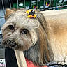 Chocolate joined the competition — help win amazing prizes! dog, pet, shaggy, long_hair, small_dog, bow, orange_bow, brown_fur, gray_fur, fluffy, face, eyes, nose, portrait, close_up, indoors, shopping_cart, store, seated, cute