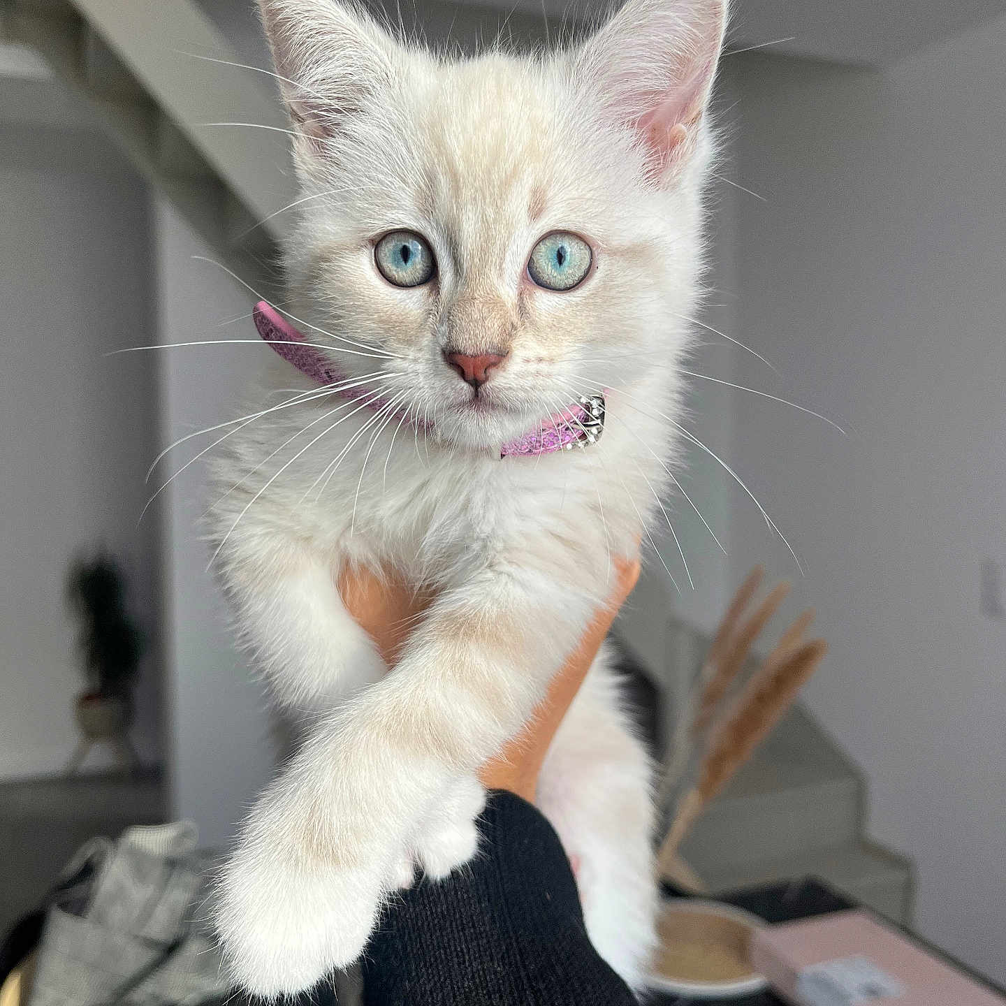 Yumi participe au concours pour gagner de l'argent avec cette photo : abyssinian, accessories, angora, animal, art, beverage, cat, coffee, coffeecup, cup, indoors, kitten, manx, pet, plywood, porcelain, pottery, siamese, strap, wood