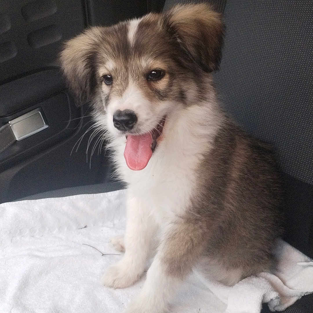 Vasca a rejoint le concours — aidez-le/la à gagner de superbes lots ! alloywheel, animal, bodypart, canine, car, carwheel, cockerspaniel, couch, cushion, dog, eskimodog, furniture, homedecor, husky, machine, mouth, papillon, person, pet, puppy