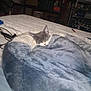 bed, blanket, cable, cat, comfort, cozy, feline, furniture, gray_cat, household, indoor, kitten, nap, pet, plush_bed, resting, room, sleeping, soft_texture, white_cat
