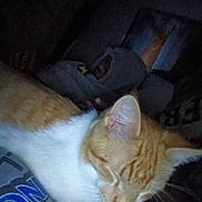 Booboo is registered to the contest to win money with this photo: animal, casual, cat, closeup, comfort, couch, cozy, dim_lighting, ginger_cat, home, hoodie, indoor, person, pet, portrait, quiet, relaxed, resting, sleeping_cat, white_cat