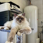 Venise participe au concours pour gagner de l'argent avec cette photo : cat, fluffy, blue_eyes, lounging, perch, paw, printer, water_heater, indoor, relaxed, feline, fur, whiskers, domestic_animal, household, appliance, resting, close_up, cute, pet