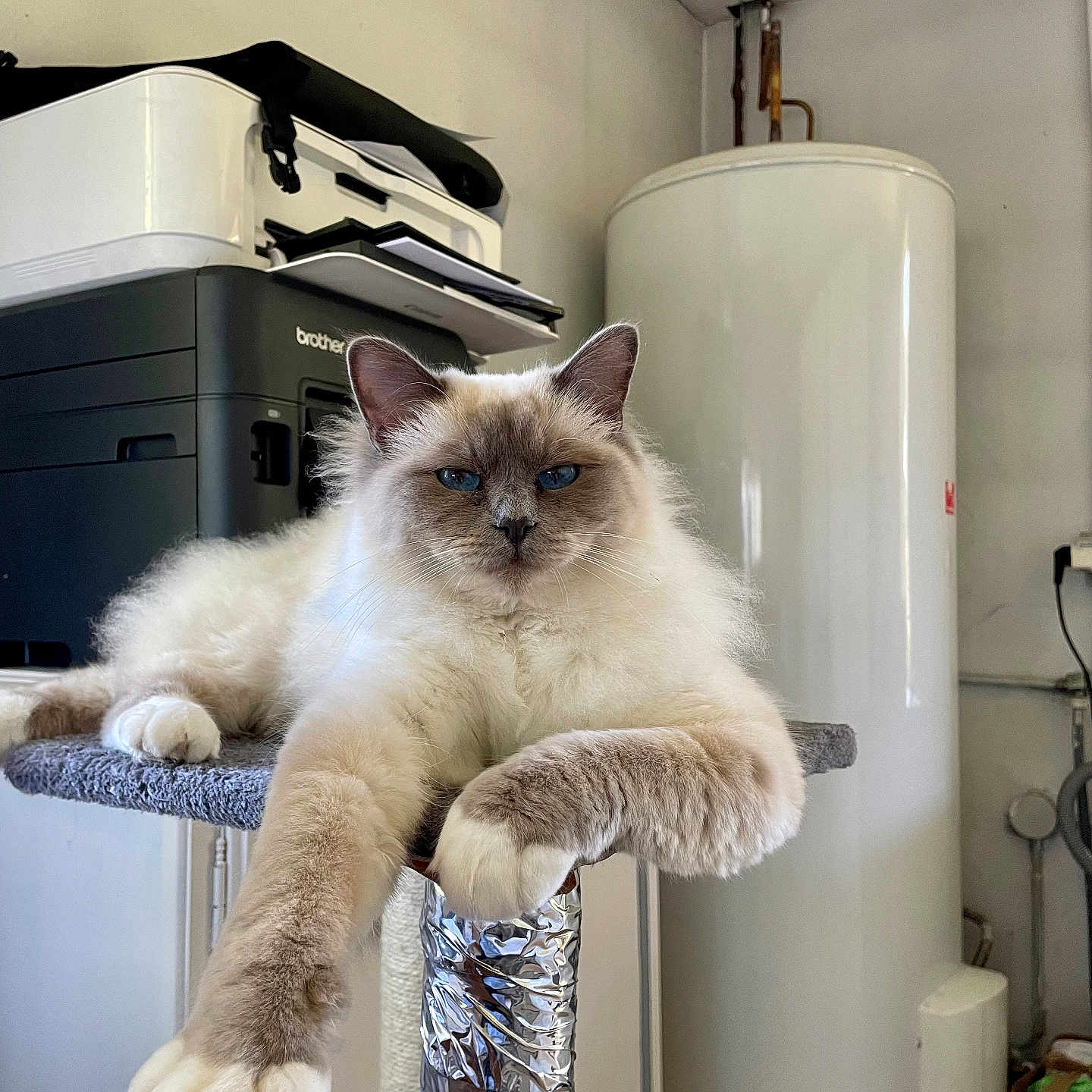 Venise participe au concours pour gagner de l'argent avec cette photo : cat, fluffy, blue_eyes, lounging, perch, paw, printer, water_heater, indoor, relaxed, feline, fur, whiskers, domestic_animal, household, appliance, resting, close_up, cute, pet