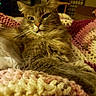 cat, gray_cat, fluffy, long_hair, feline, whiskers, ears, eyes, nose, pet, animal, portrait, close_up, lounging, blanket, crochet, cozy, indoors, living_room, television